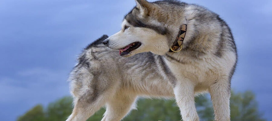 The Most Talkative Dog Breeds: Love to Bark!